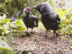 Naturebytes Wildlife Camera Case -The Pi Hut naturebytes wildlife camera case naturebytes 102453 16294046433342